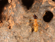 Constrictotermes cyphergaster (Termitidae: Nasutitermitinae), Brazílie